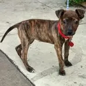 Chipit (Designer Dog)