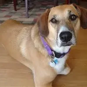 Labbe (Designer Dog)