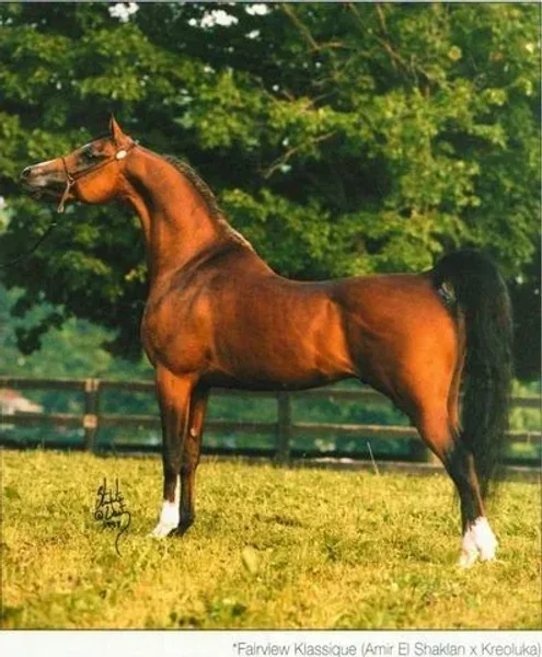 Fairview Klassique