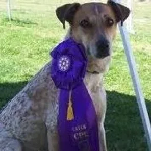 Boston Cattle Dog (Designer Dog)
