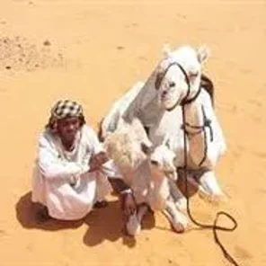 Anafi