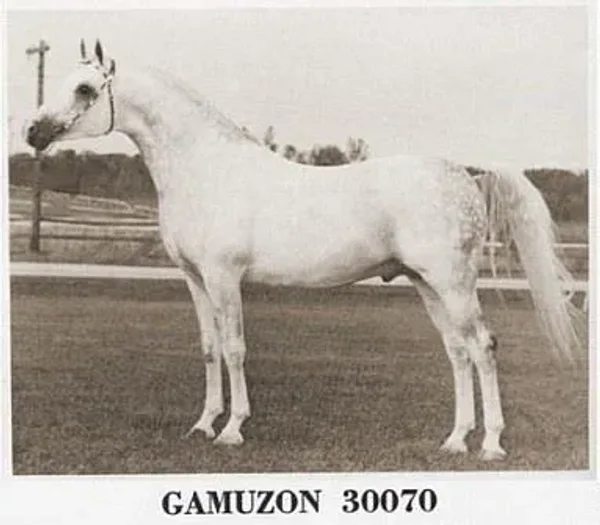 Gamuzon