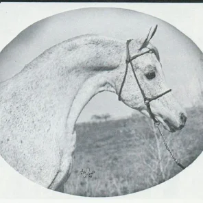 *ANSATA IBN HALIMA++