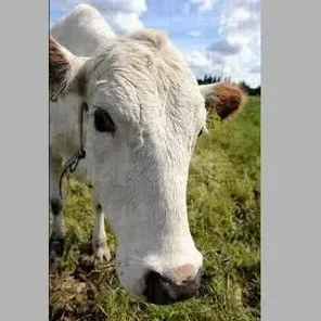 Northern Finncattle