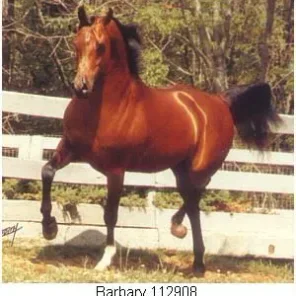 BARBARY+++
