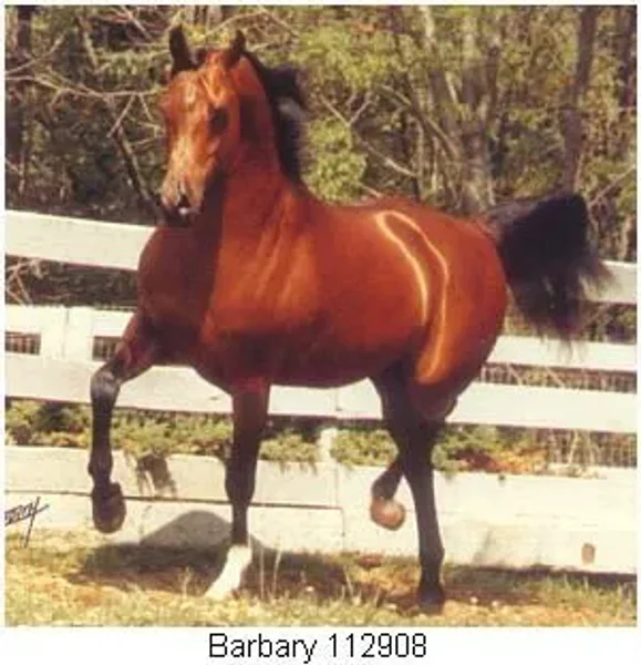 BARBARY+++
