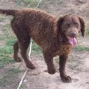 Murray River Curly Coated Retriever