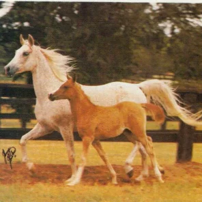 cerrita