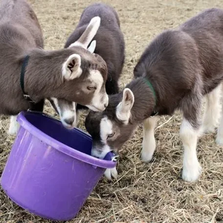 The Toggenburg, nicknamed Togg, is a breed of milk goat, named after the region in Switzerland where the breed originated, the Toggenburg valley in the Canton of St. Gallen. It is considered the oldest registered breed.