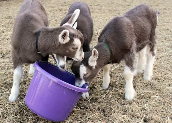 The Toggenburg, nicknamed Togg, is a breed of milk goat, named after the region in Switzerland where the breed originated, the Toggenburg valley in the Canton of St. Gallen. It is considered the oldest registered breed.