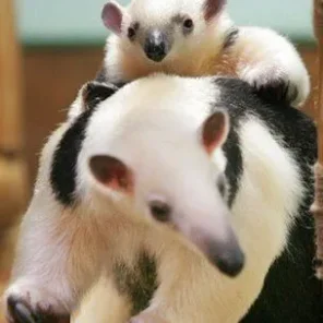 Anteater Curious