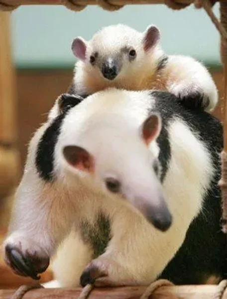 Anteater Curious