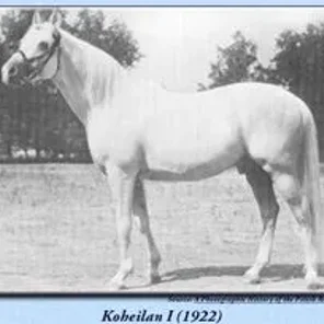 KOHEILAN VIII