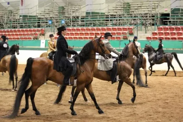 Morgan Southern States Regional Show