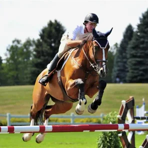 All You Need to Know About Horse Jumping