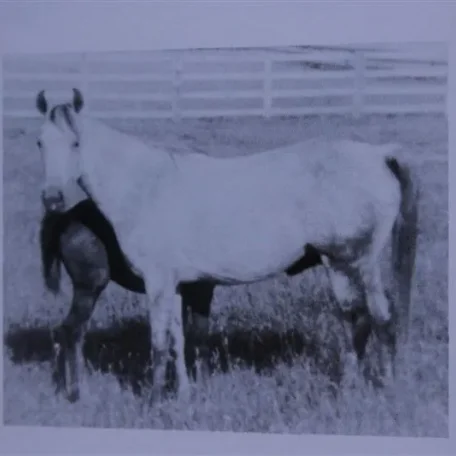 Kaseyna (Raseyn x Kafi) grey mare, foaled March 10, 1947
bred by Mr. & Mrs. George McIlraith