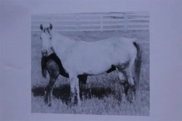 Kaseyna (Raseyn x Kafi) grey mare, foaled March 10, 1947
bred by Mr. & Mrs. George McIlraith