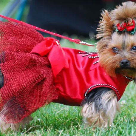 Glamorous but feisty, the Yorkshire Terrier has a vivacious spirit and a loving heart.