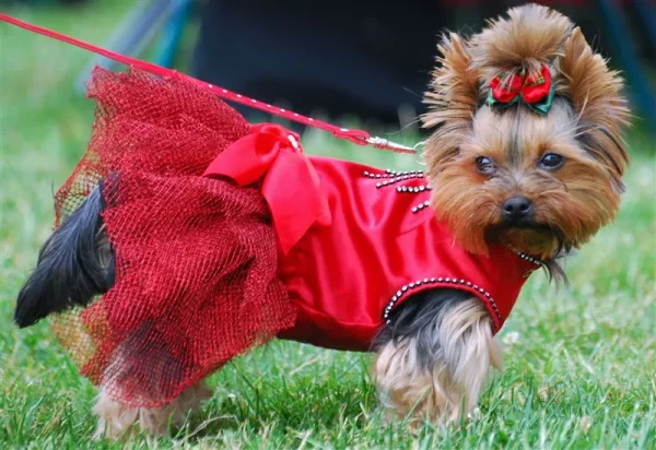 Glamorous but feisty, the Yorkshire Terrier has a vivacious spirit and a loving heart.