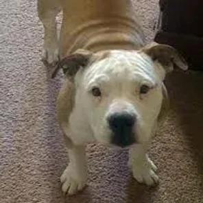 EngAm Bulldog (Designer Dog)