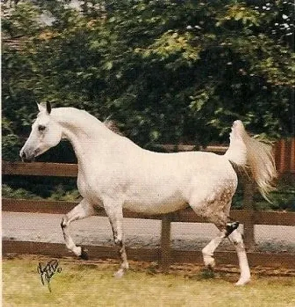 *Palitra