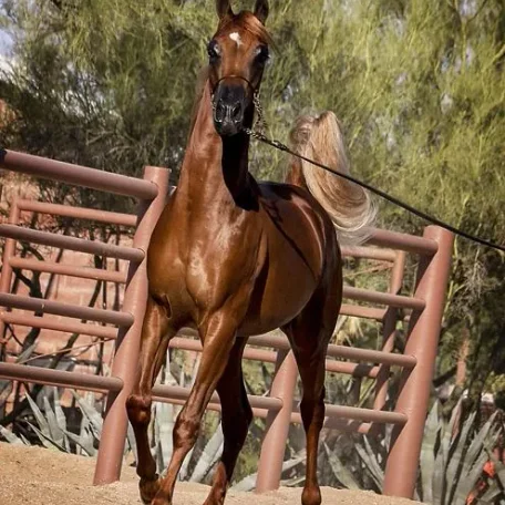 The Arabian National Breeder Finals are finally here and I’m so looking forward to presenting our colt…Tulio!
Luxemere Tulio ( Trussardi x LM Magnified )
