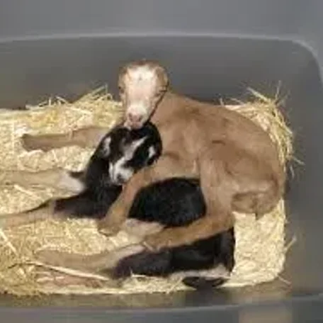 American LaMancha Goats