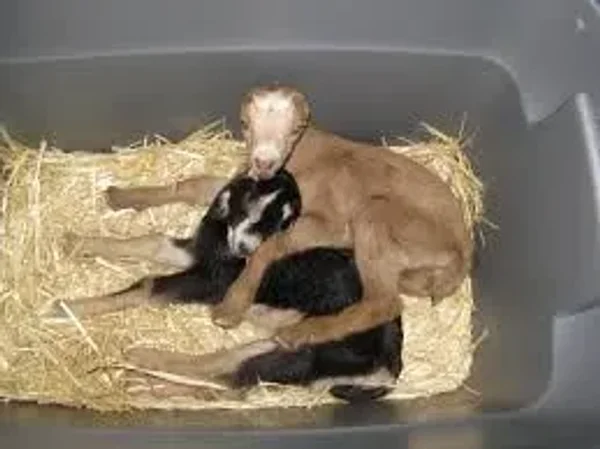 American LaMancha Goats