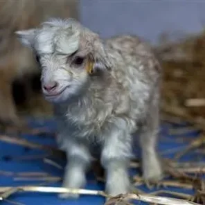 Cashmere Goats
