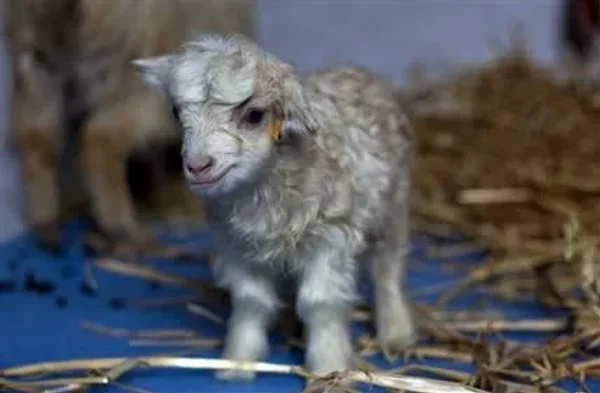 A cashmere goat is any breed of goat that produces cashmere wool, the goat's fine, soft, downy, winter undercoat, in commercial quality and quantity.