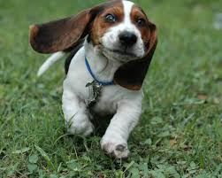 Basset Hound