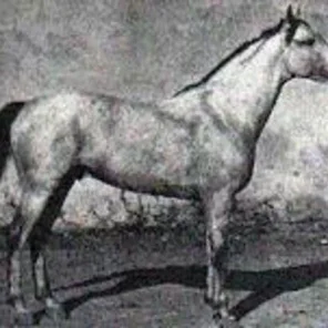 Van-Dyck