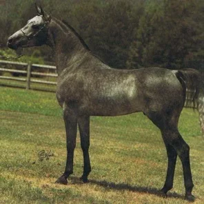 AK RASUL