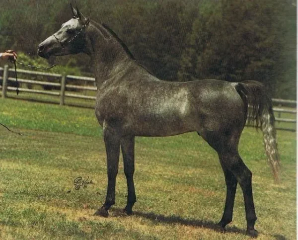 AK RASUL