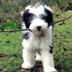 Bearded Collie