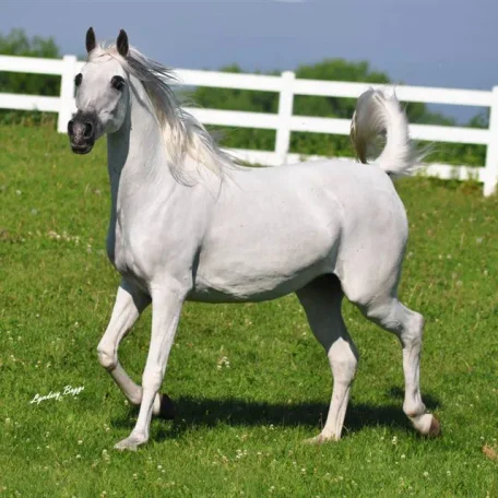 *Zerlina JM is bred to Scottsdale Supreme Champion *Pogrom.
