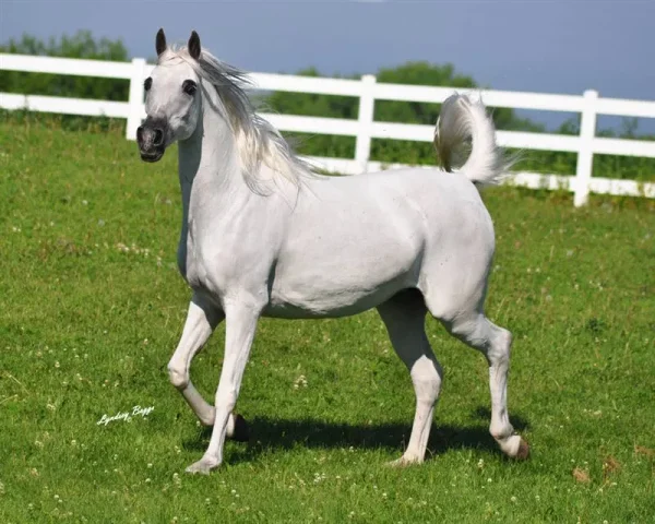 *Zerlina JM is bred to Scottsdale Supreme Champion *Pogrom.