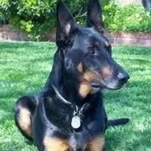 Doberman Shepherd (Designer Dog)