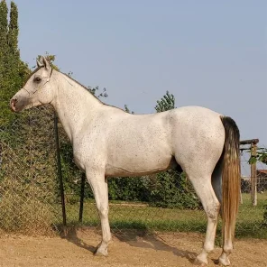 Royale Sumernitz