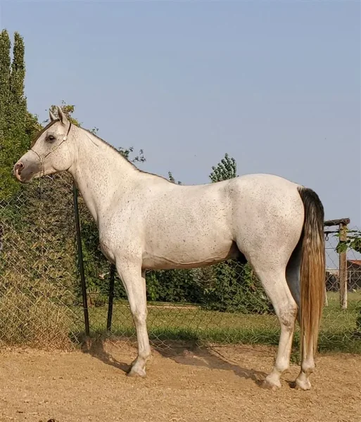 Royale Sumernitz