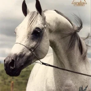 AF Vasco