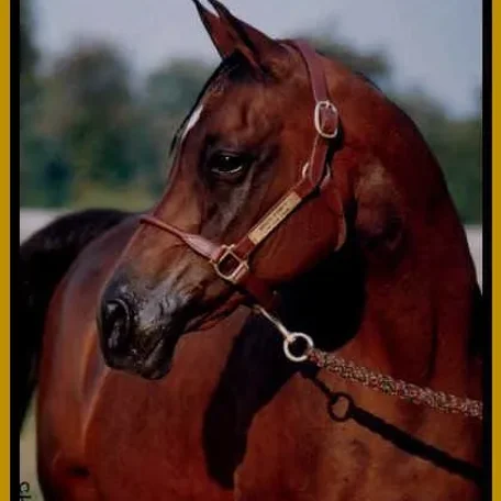 Macs Fancy 1971 Arabian mare and dam of Wind Fortune