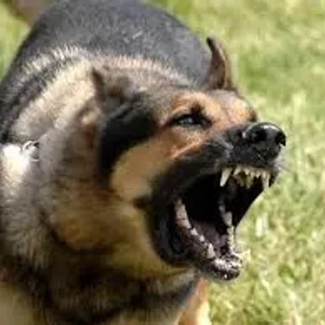 Also known as the Alsatian, the German Shepherd Dog is loyal, protective, and intelligent.
