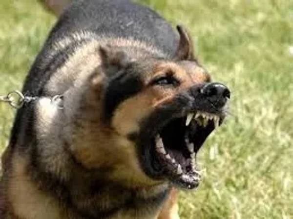 Also known as the Alsatian, the German Shepherd Dog is loyal, protective, and intelligent.