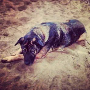 Riddick