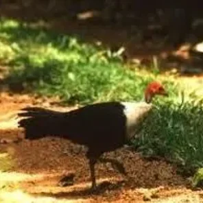 White-brested Guineafowl