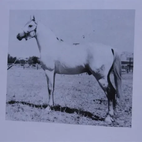 Ronek (Raseyn x Bahreyn) grey stallion, foaled February 21, 1931bred by W.K. Kellogg Institute