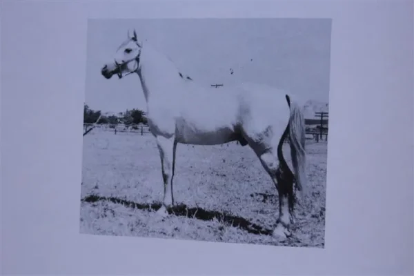 Ronek (Raseyn x Bahreyn) grey stallion, foaled February 21, 1931bred by W.K. Kellogg Institute