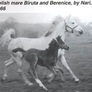 Biruta