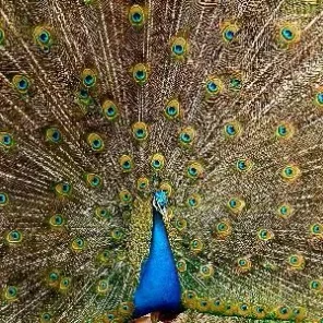 Peafowl